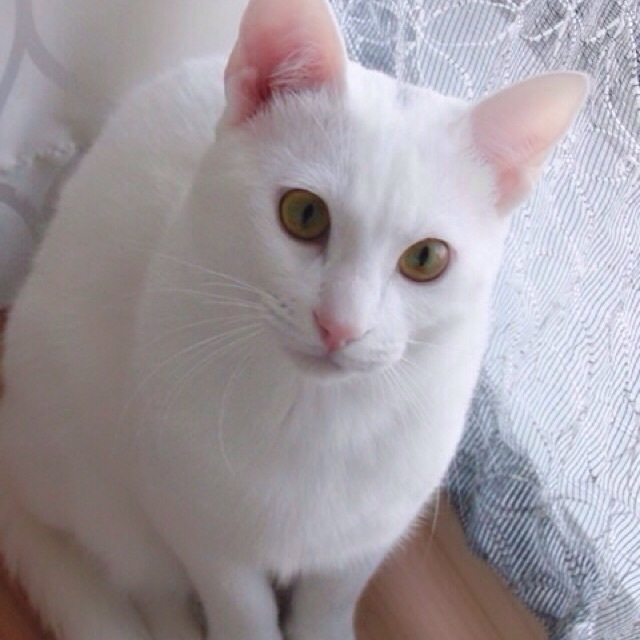 白ネコ4