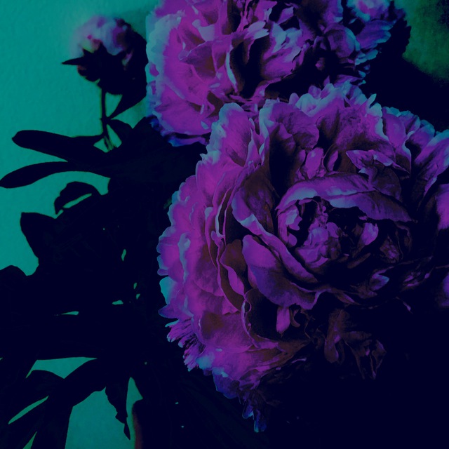暗い花