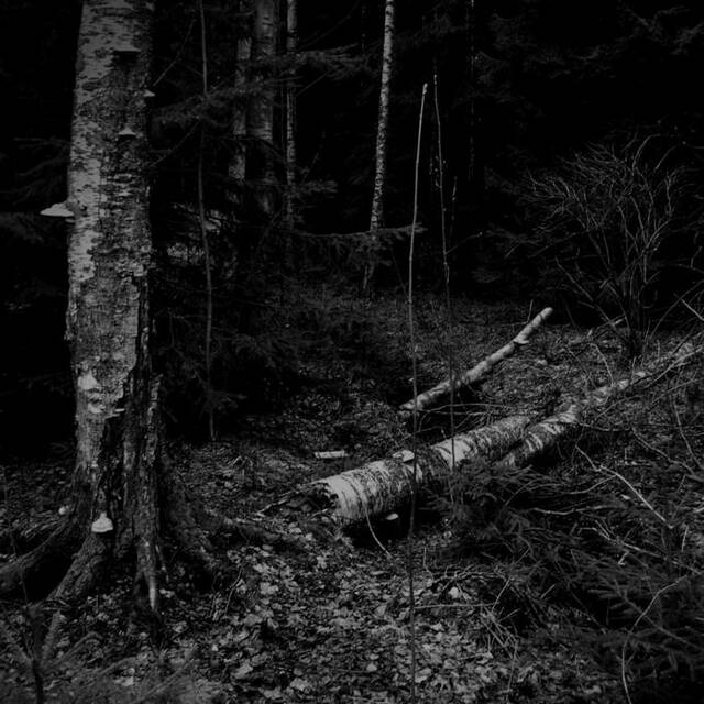 dark forest ①