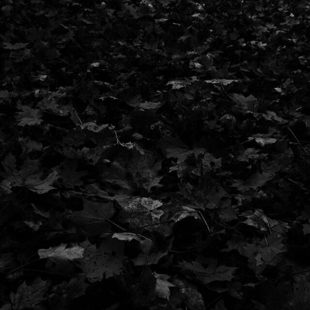 dark forest ③