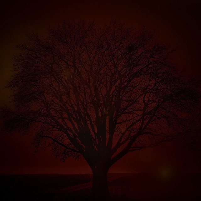 夕暮れの木