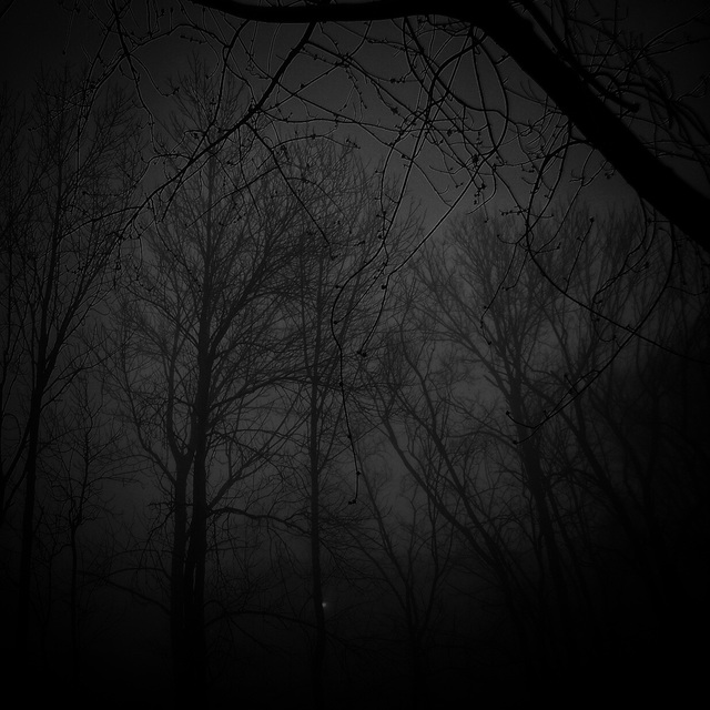 霧に覆われた暗い森