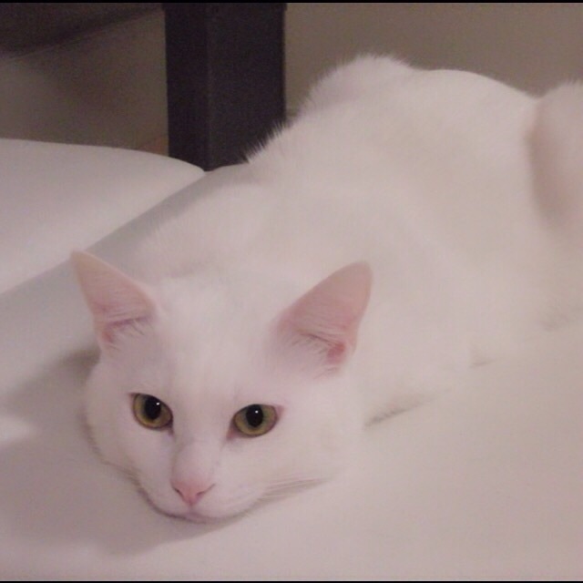 白ネコ2