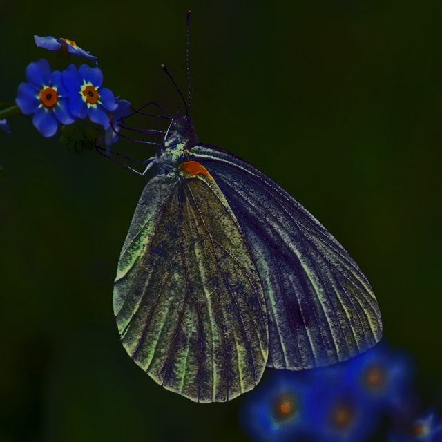 シジミ蝶が飛ぶ時期