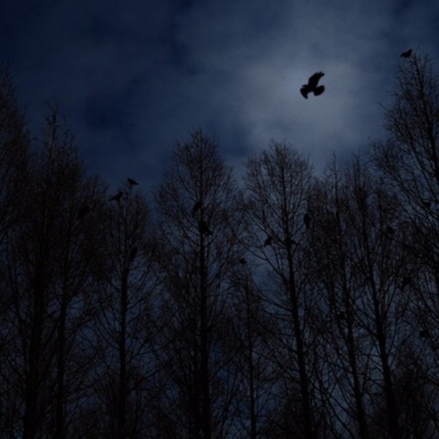 夜の木と怪鳥