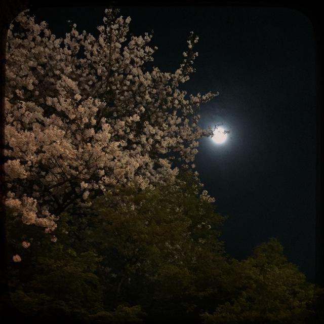 満月と桜 1