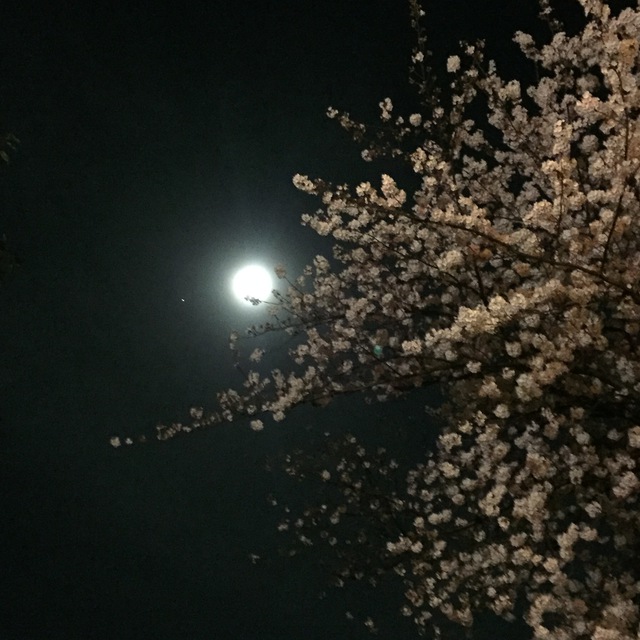 満月と桜 2