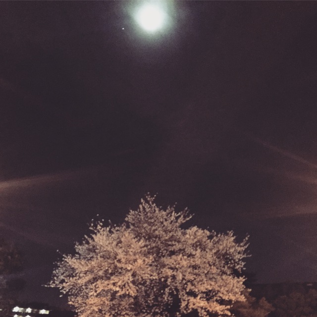 満月と桜 3