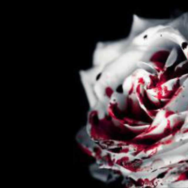 White Rose with Blood