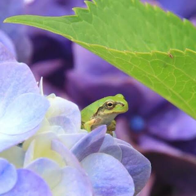 紫陽花にカエル少女