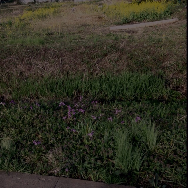 紫の花と夕方の野原