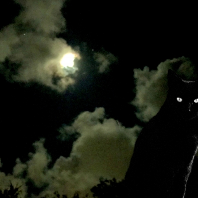 ハロウィンの夜空と窓際の黒猫